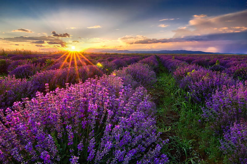 Lavender Sunset, bonito, Bulgaria, sunset, spring, clouds, green ...