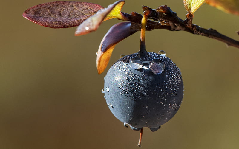 Blueberry, berry, water drop, wet, autumn, toamna, HD wallpaper