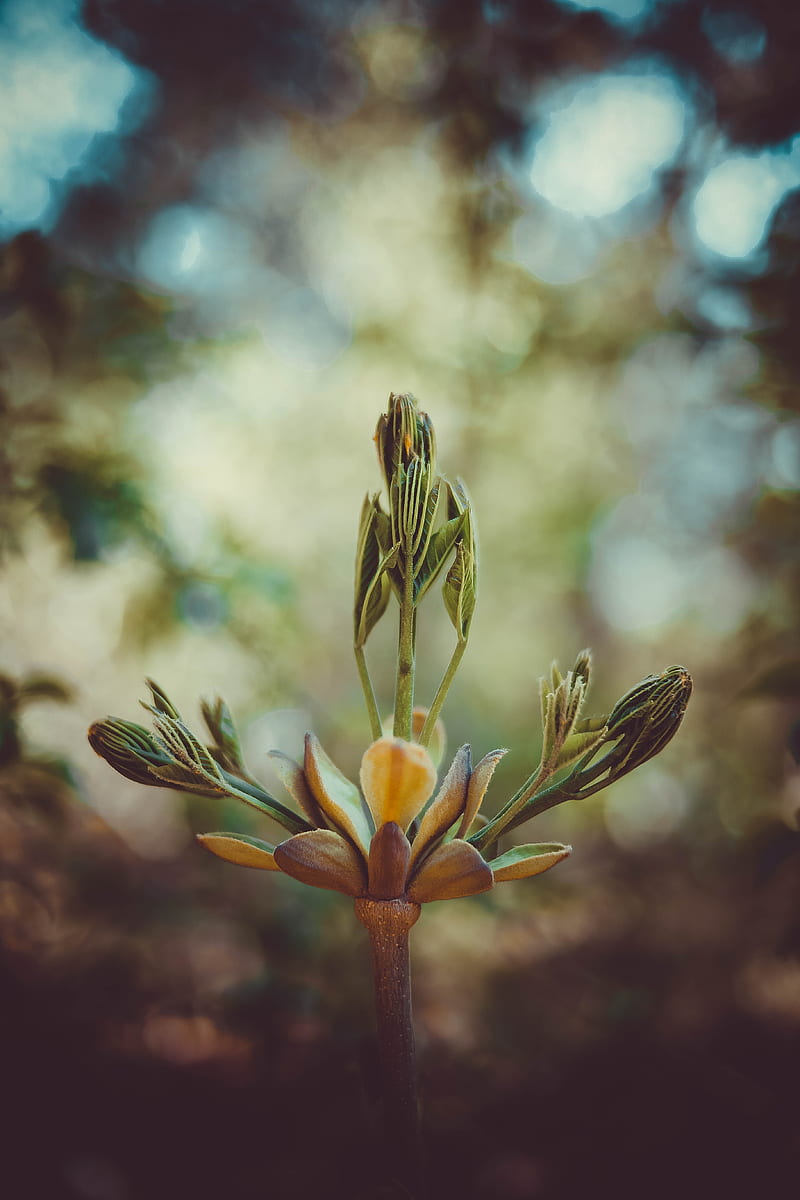 bud, inflorescence, plant, stem, macro, HD phone wallpaper