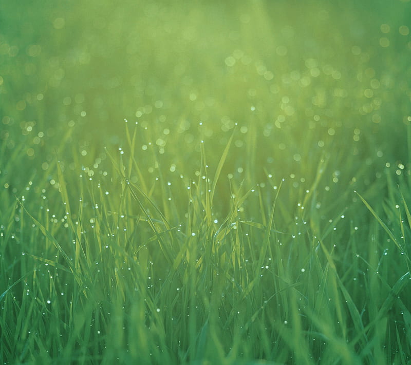 morning grass, android, bw, color, honor, huawei, ios, iphone, lg, meizu, minimal, nokia, note, oppo, graphy, samsung, sony, xiaomi, HD wallpaper