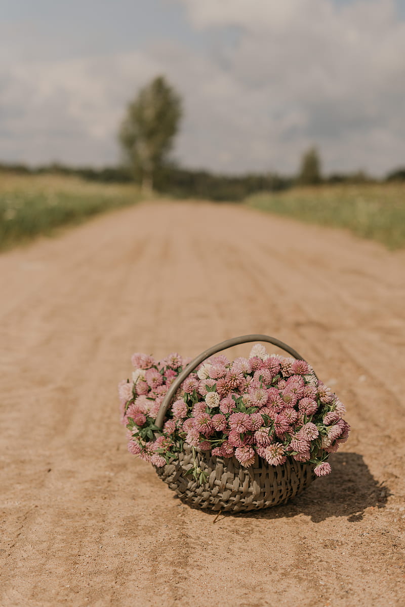 clover, flowers, bouquet, basket, road, HD phone wallpaper