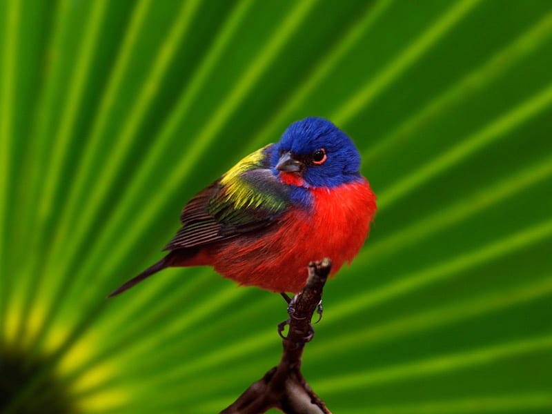 Astonishing Colors of a Painted Bunting, buntings, birds, vibrant, colors, painted, brilliant, HD wallpaper