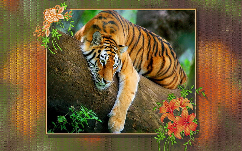 Relaxing Tiger, HD wallpaper