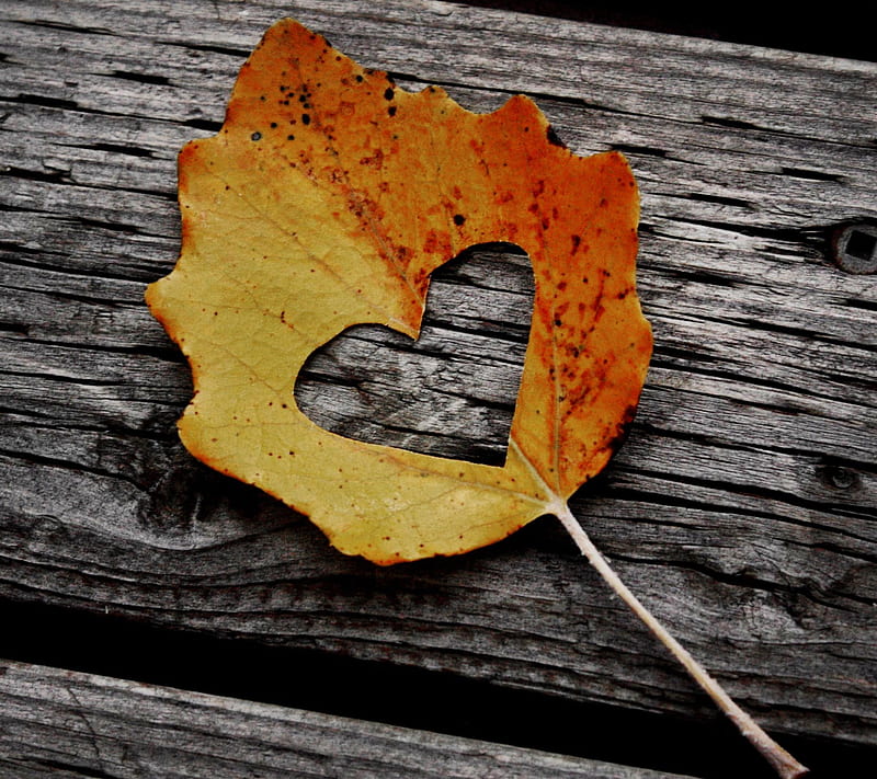 Heart, black and white, fallen, leaf, leaves, love, wood, HD wallpaper