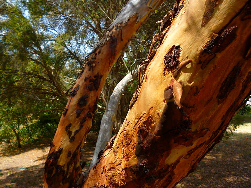 the blue gum, tree, eucalyptus, rusty, gum, bark, HD wallpaper