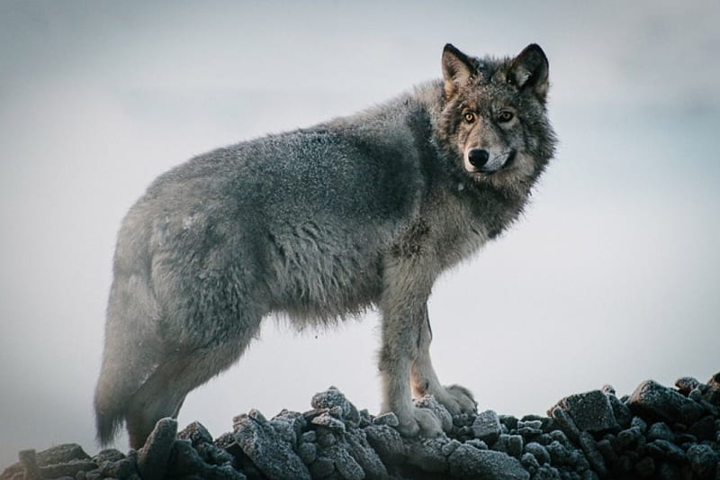 Lobo ártico, canislupus, arte lobo, negro, dicho, lobo de madera, lobos,  blanco, Fondo de pantalla HD | Peakpx