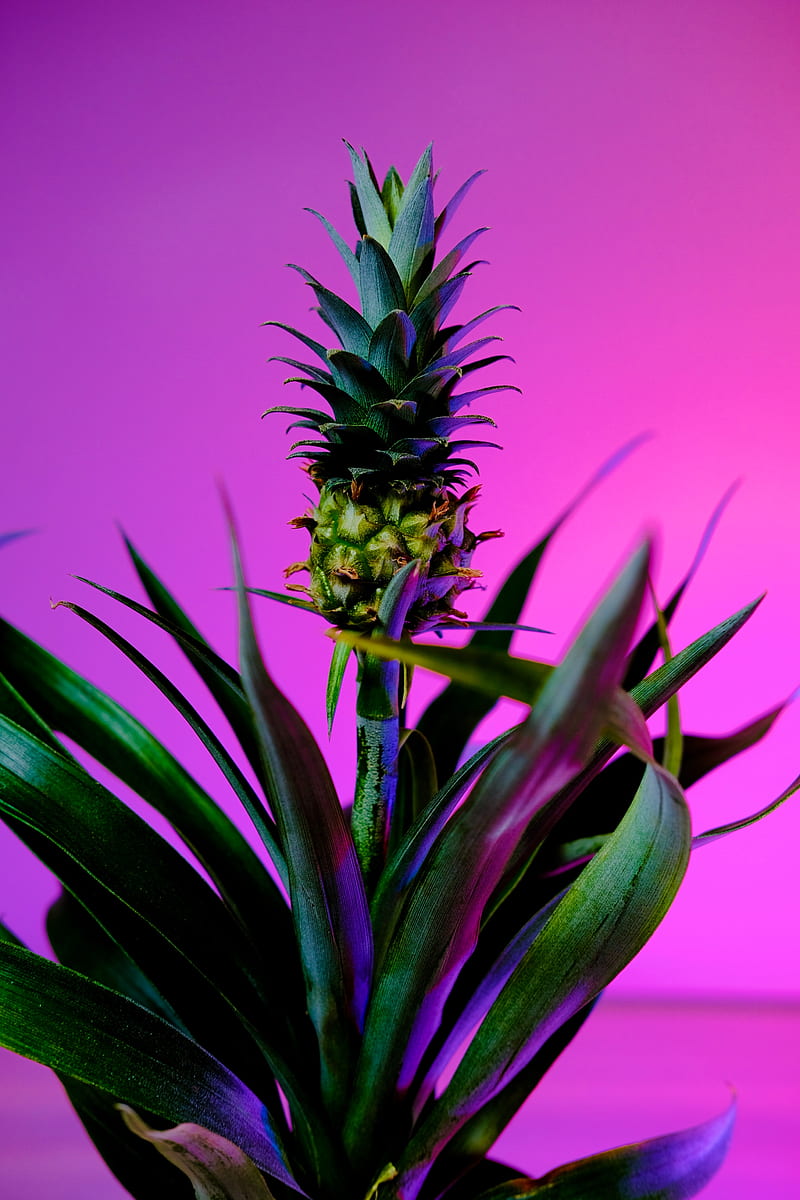pineapple, fruit, plant, background, HD phone wallpaper
