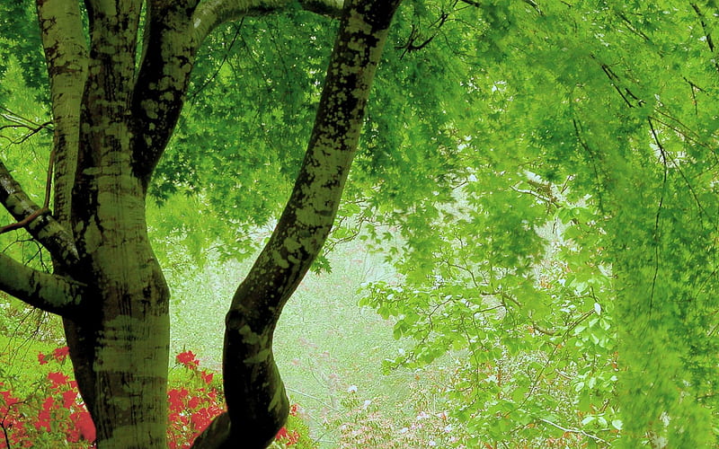 green tree leaves-Plant, HD wallpaper