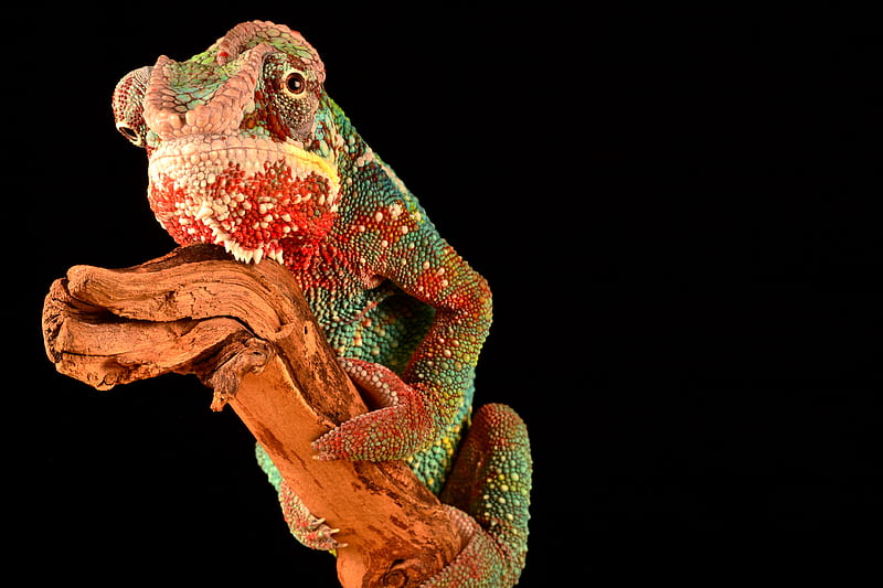 chameleon on brown driftwood, HD wallpaper