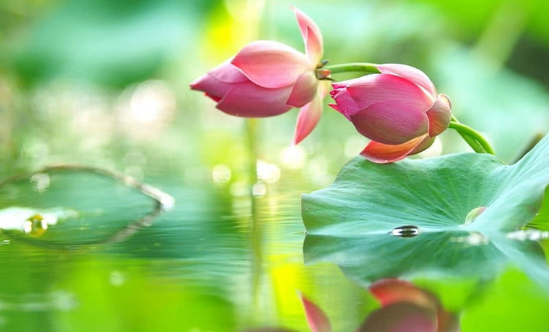 Hoa sen - Ngắm nhìn vẻ đẹp tinh khiết của hoa sen trắng tinh khiết chắc chắn sẽ khiến bạn cảm thấy mát mẻ và thư giãn, đồng thời cũng sẽ giúp bạn tìm thấy sự thanh tịnh và sự yên bình trong tâm hồn.