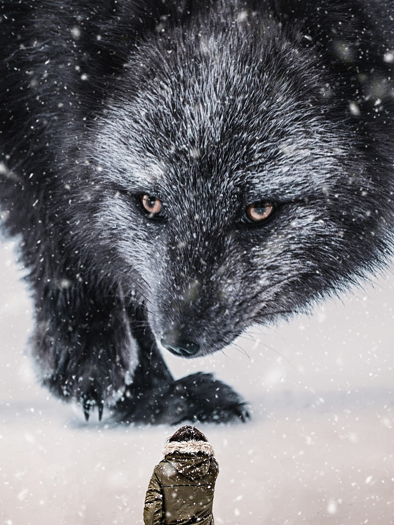 Black and Silver Fox, black fox, cold, fox, giant, season, silver fox, snow, weather, wild, winter, HD phone wallpaper