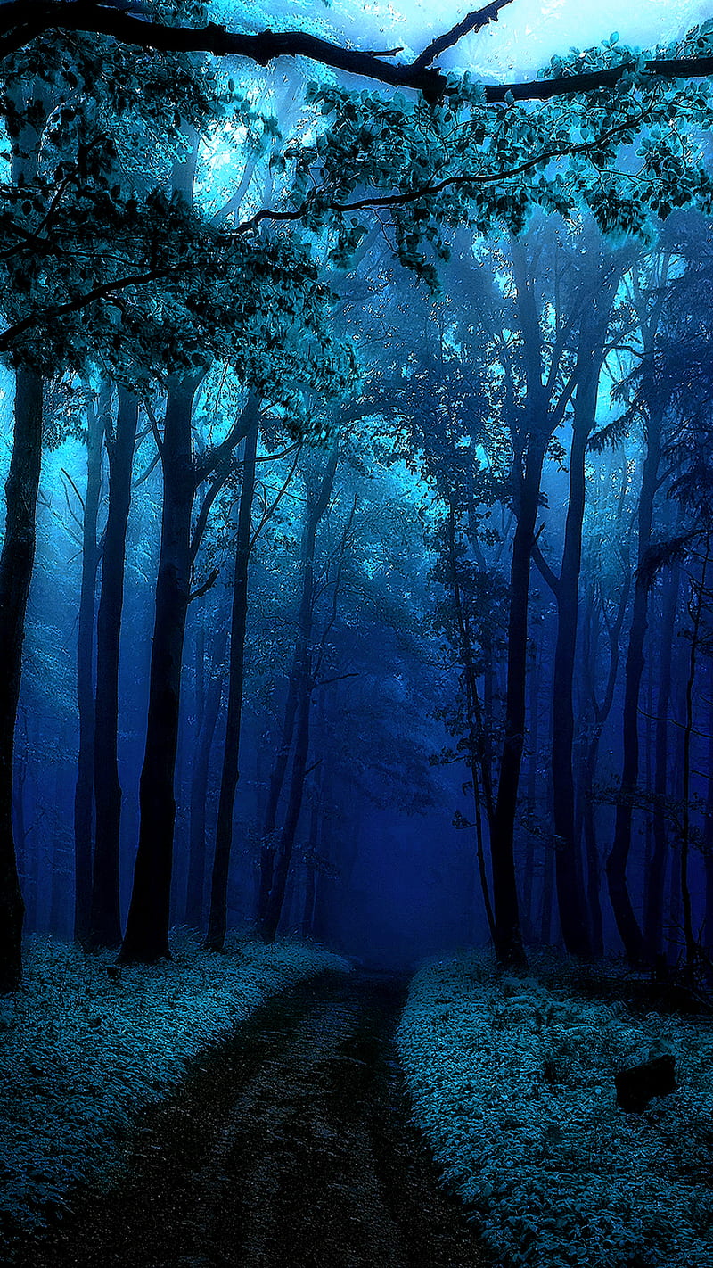Trees dark, fog, path, forest, scary, earth, HD phone wallpaper
