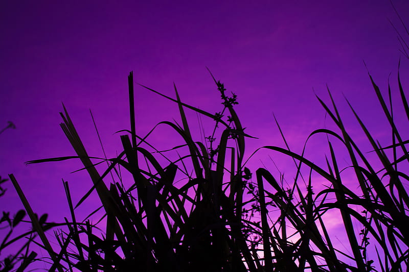 grass, dark, sky, purple, dusk, HD wallpaper