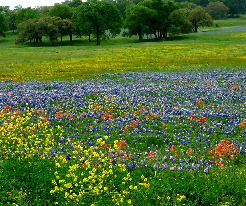 summer meadow, vivid, colourful, wildflowers, summer, meadow, HD wallpaper