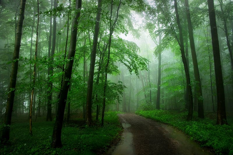 Forest, Fog, Path, , Greenery, Dirt Road, HD wallpaper | Peakpx