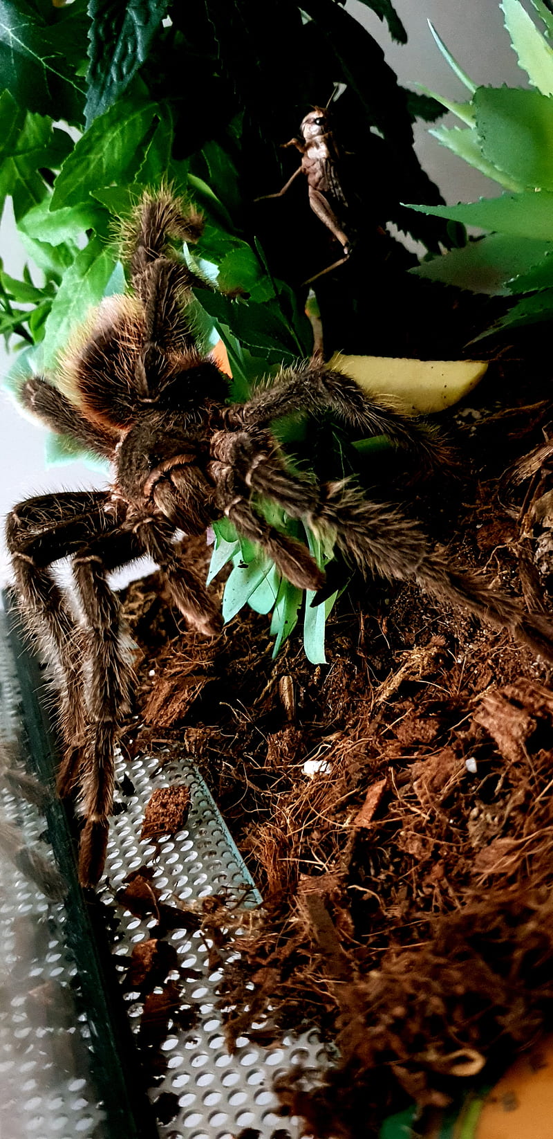 Tarantula male LP, birdeater, brazilian, brown, huge spider, lasiodoraparahybana, scary, spider, spiders, tarantula, HD phone wallpaper