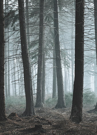 Forest, fog, slope, pine, conifer, HD phone wallpaper | Peakpx