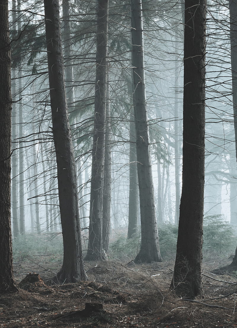 forest, fog, pine, trees, conifer, HD phone wallpaper