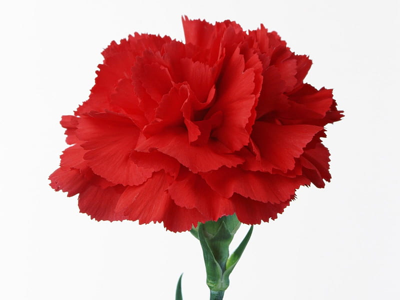 Red carnation, flower, red, bonito, carnation, HD wallpaper