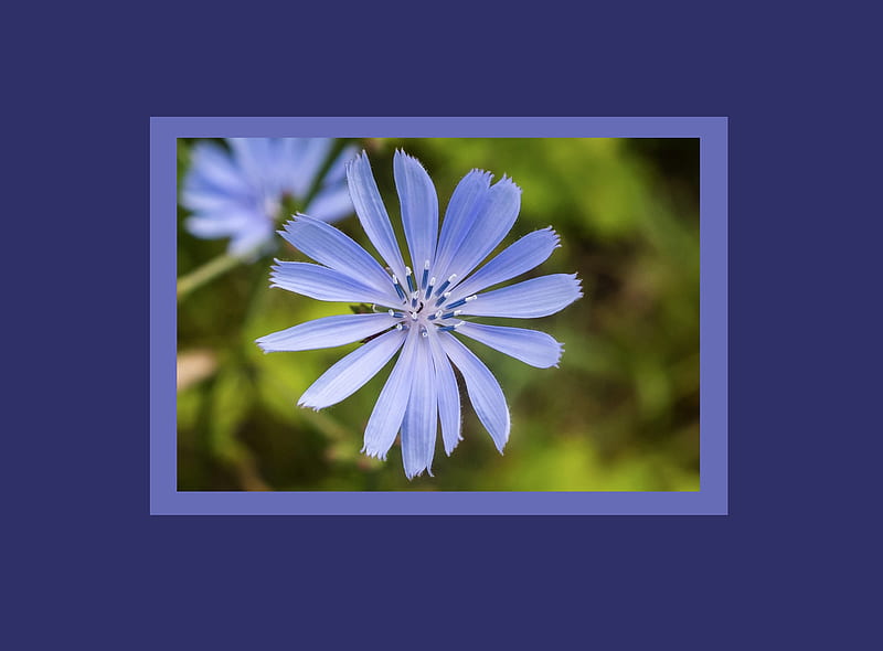 Chicory Blossom, blue, 2015, June, Woods, Forest, ant, frames, Appalachian Trail, 2026x1494, long stamin, Chicory flower, violet blue, HD wallpaper