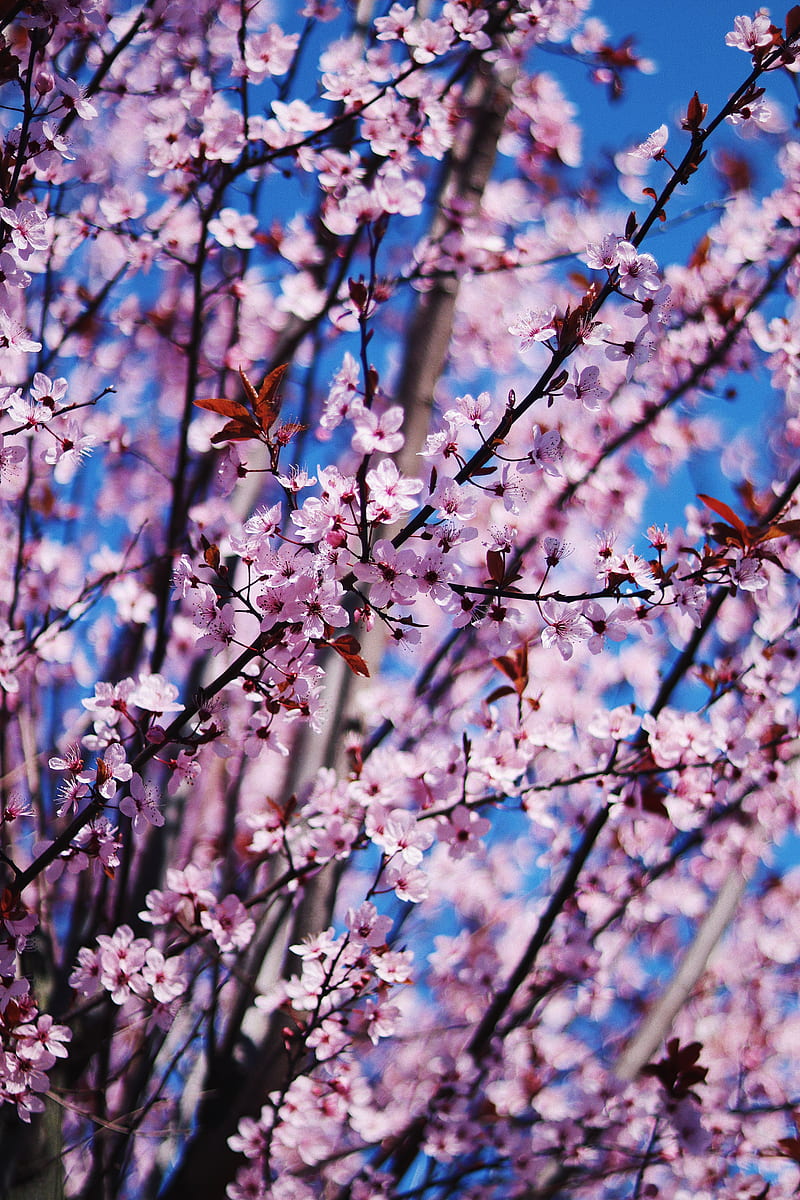 flower, spring, bloom, petals, branches, HD phone wallpaper