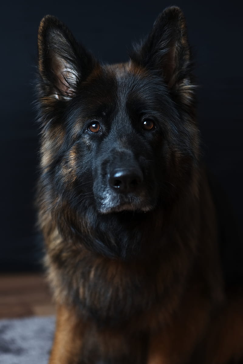 black and tan Belgian dog, HD phone wallpaper