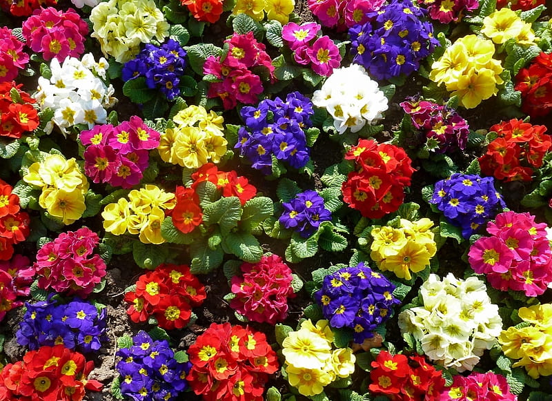 Colorful Primrose Flowers, colorful, spring, primrose, bright, summer, flowers, beauty, sunshine, nature, HD wallpaper