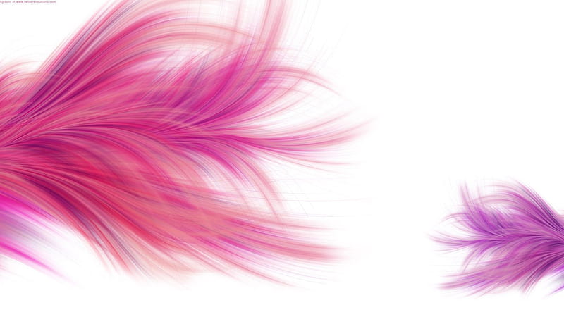 Pink Purple Feathers White Background Abstract, HD wallpaper