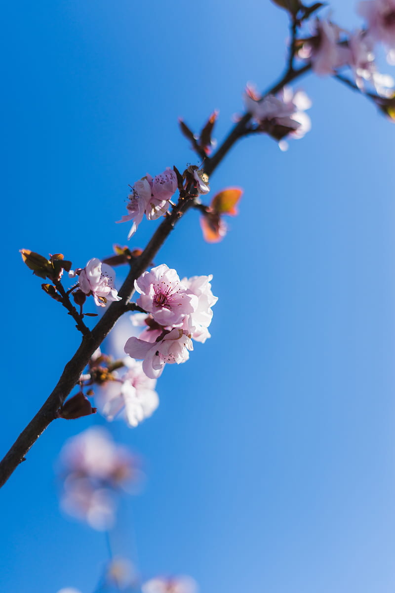 White and pink cherry blossom in bloom during daytime, HD phone ...