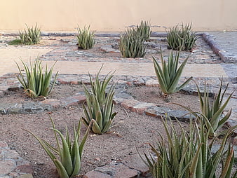 HD aloevera wallpapers | Peakpx