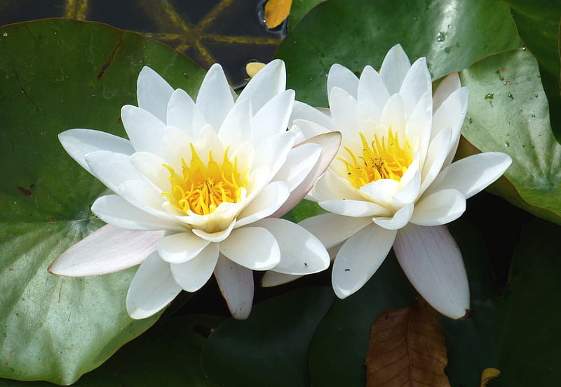 *** White Water Lilies ***, biale, lilie, wodne, kwiaty, nature, HD wallpaper