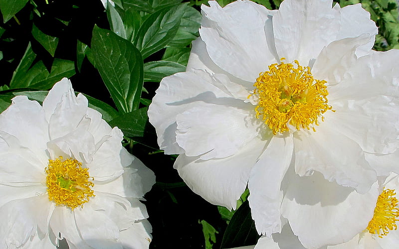 Blanco arrugado, peonía, planta floreciendo, flores blancas, flores,  jardín, Fondo de pantalla HD | Peakpx