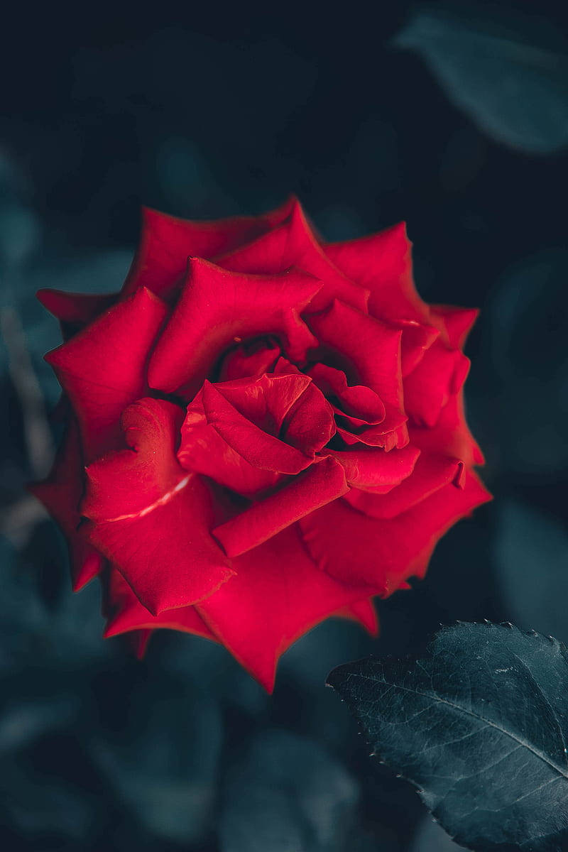 red rose in bloom close up, HD phone wallpaper