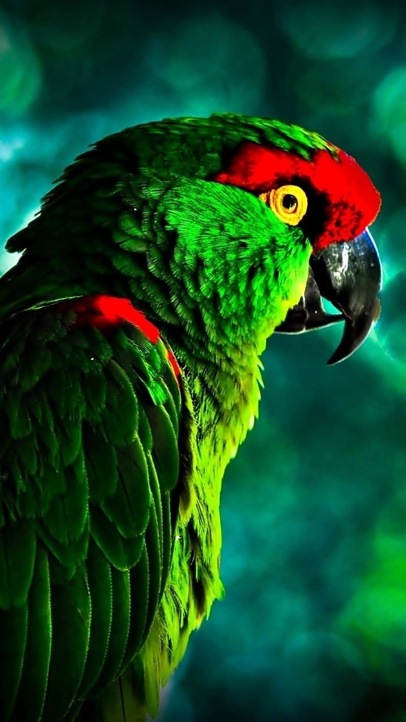 Parrot Ka, danger parrot, bird, danger, parrot, HD phone wallpaper ...