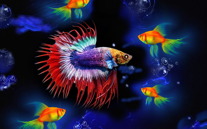 colorful fish, goldfish, 3D art, underwater world, sea, fish, creative, HD wallpaper