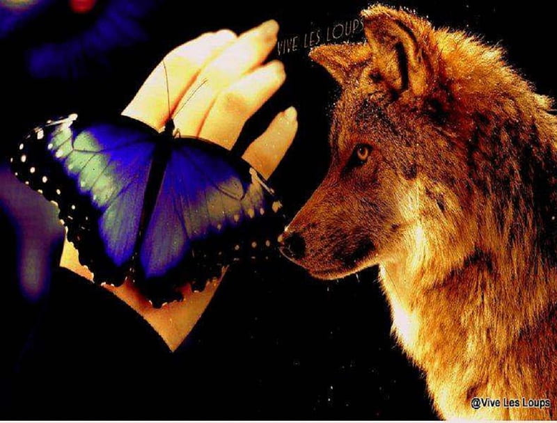 Amor animal, mariposa, mano, lobo, animales, perros, Fondo de pantalla HD |  Peakpx