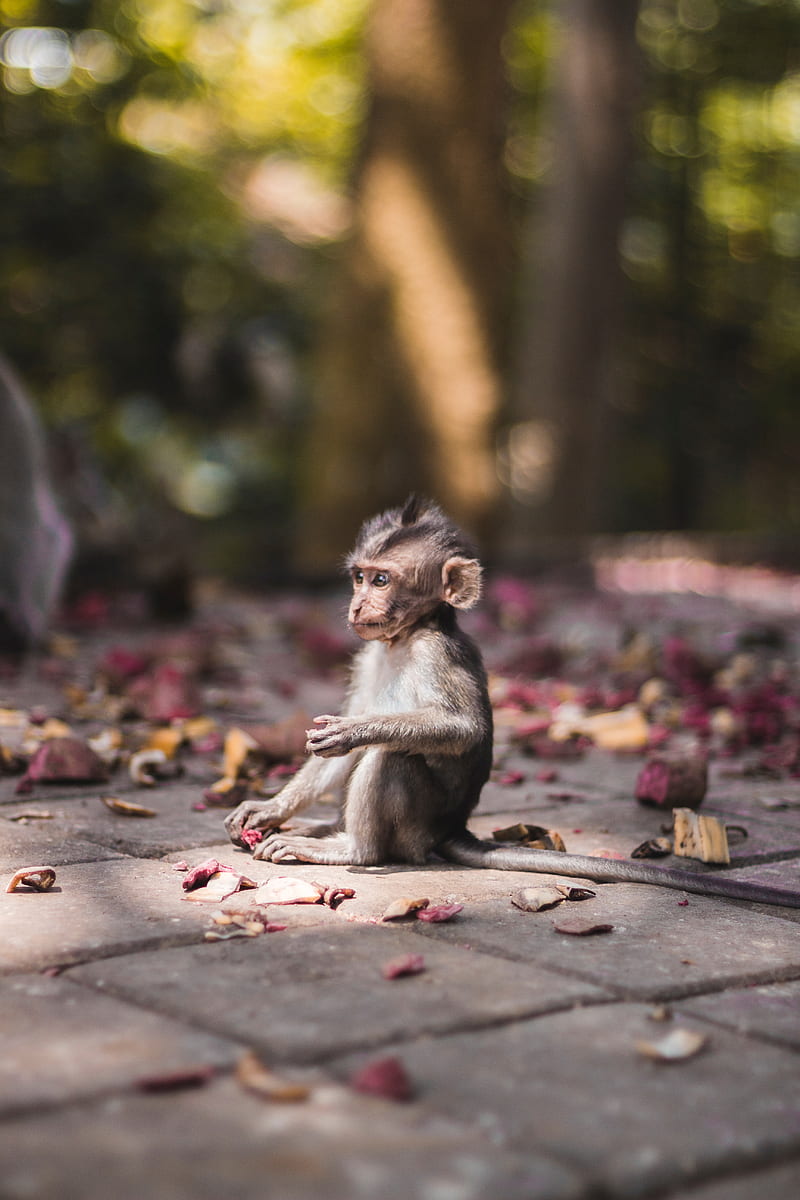 monkey, sits, bokeh, cute, Animal, HD phone wallpaper