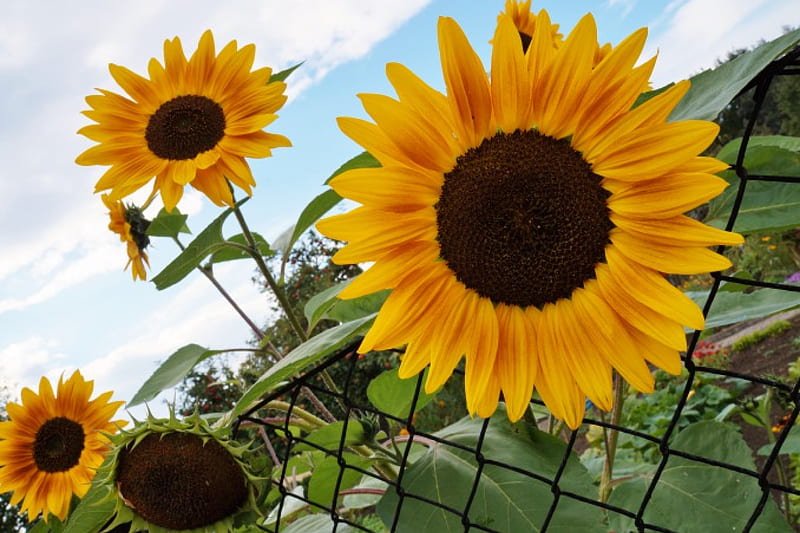 September is ringing, yellow, garden, delicious, Sunflower, HD wallpaper