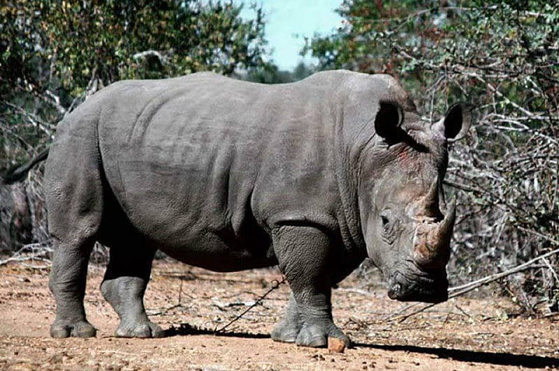 Endangered Southern African White Rhino, Endangered, White Rhino, bushes, sandy soil, HD wallpaper