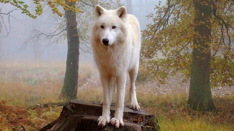 proud white wolf, friendship, quotes, pack, dog, lobo, arctic, black, abstract, winter, timber, snow, wolf , wolfrunning, wolf, white, lone wolf, howling, wild animal black, howl, canine, wolf pack, solitude, gris, the pack, mythical, majestic, wisdom beautiful, maned wolf nature, spirit, canis lupus, grey wolf, wolves, wisdom, HD wallpaper