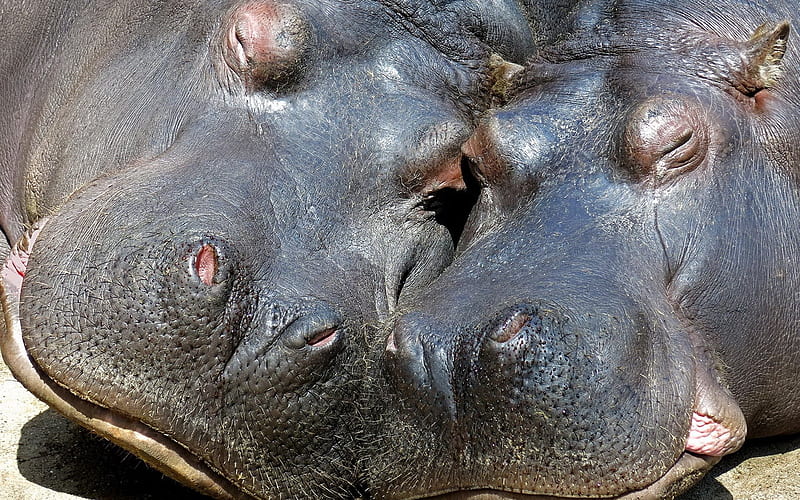 Hippos, Wildlife, Africa, pair of hippos, HD wallpaper