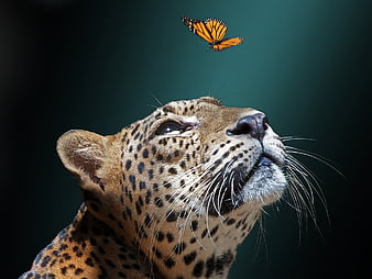 HD jaguar animal wallpapers | Peakpx HD jaguar animal wallpapers | Peakpx