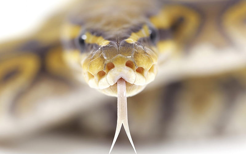 snake-Animal graphy, HD wallpaper