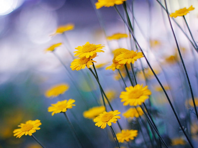 Camomile flowers, yellow, cute, flowers, stem, HD wallpaper | Peakpx