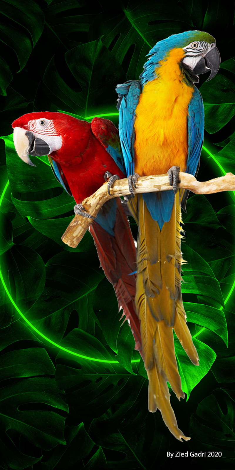 Wallpaper Hd Parrot Couple Branch With Orange Flowers  Wallpapers13com