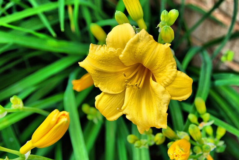 Yellow Day Lilies, yellow day lily, garden, flowers, HD wallpaper