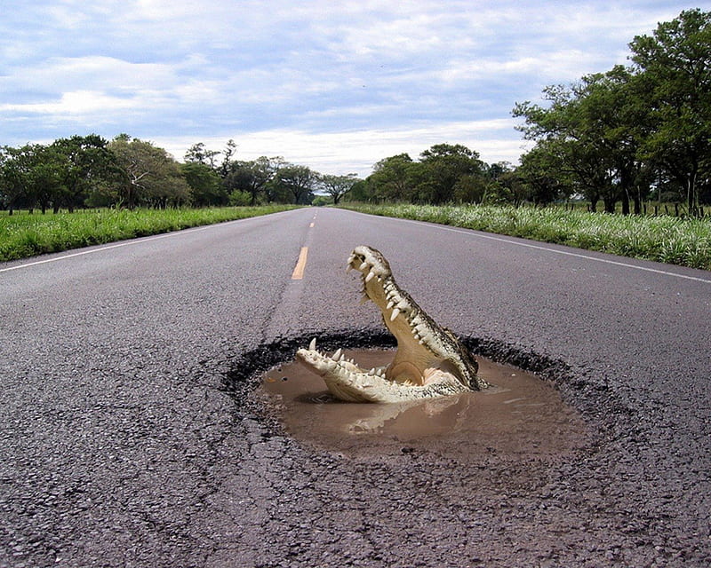 WRONG EXIT!, blacktop, forest, danger, whole, pot hole, trees, on, croc, water, humor, crocodile, the, funny, road, reptile, teeth, HD wallpaper