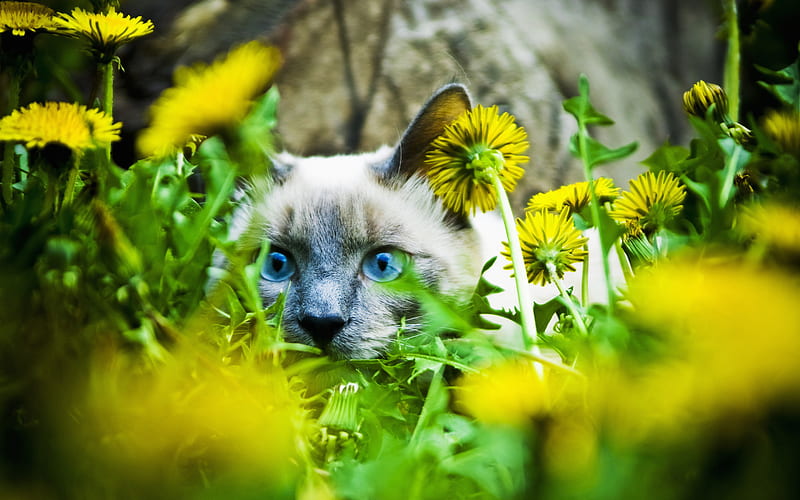 Siamese Cat, lawn, fluffy cat, bokeh, domestic cat, pets, cute animals, cats, Siamese, HD wallpaper