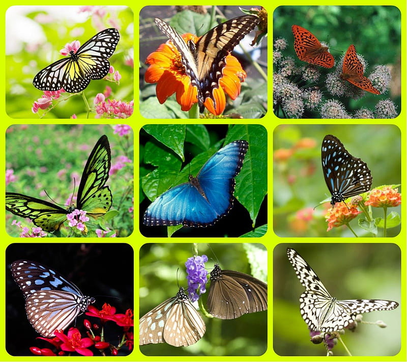BUTTERFLIES FOR SHERYL, collage, butterflies, friend, sheryl, HD ...