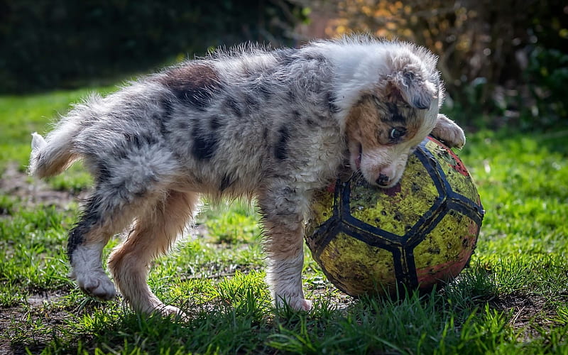 Australian Shepherd, tired puppy, soccer ball, cute soccer player, small dogs, pets, Aussie, HD wallpaper